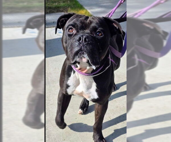 Medium Photo #1 Mutt Puppy For Sale in Downey, CA, USA