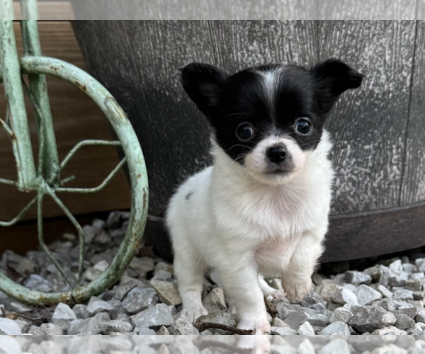 Medium Photo #3 Chihuahua Puppy For Sale in NAPLES, FL, USA