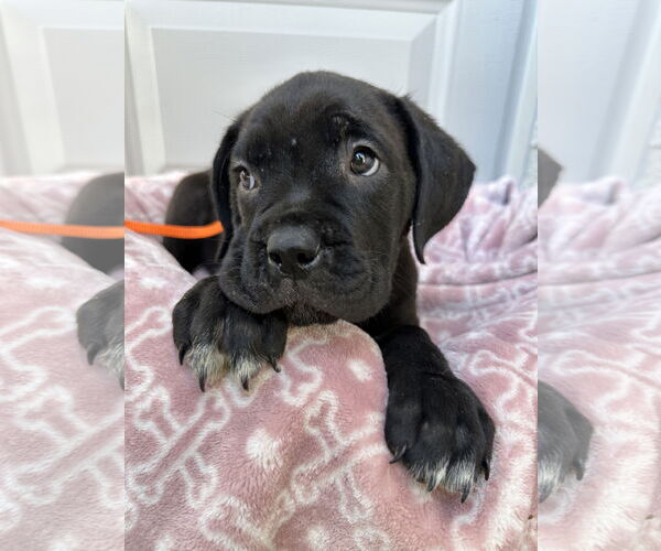 Medium Photo #6 Mutt Puppy For Sale in Goodyear, AZ, USA