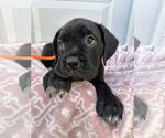 Small #5 Mutt