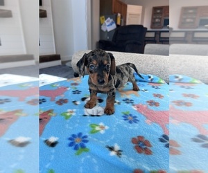 Dachshund Puppy for Sale in BELDING, Michigan USA