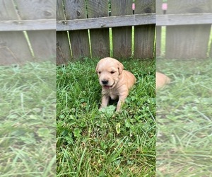 Golden Retriever Puppy for sale in MOUNT STERLING, KY, USA