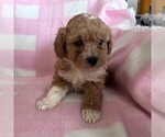 Small Photo #1 Cavapoo Puppy For Sale in ARTHUR, IL, USA
