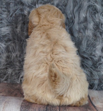 Medium Photo #3 Golden Retriever-Poodle (Toy) Mix Puppy For Sale in WARSAW, IN, USA