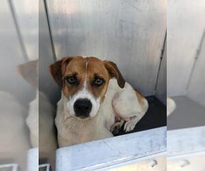 Mutt Dogs for adoption in San Antonio, TX, USA