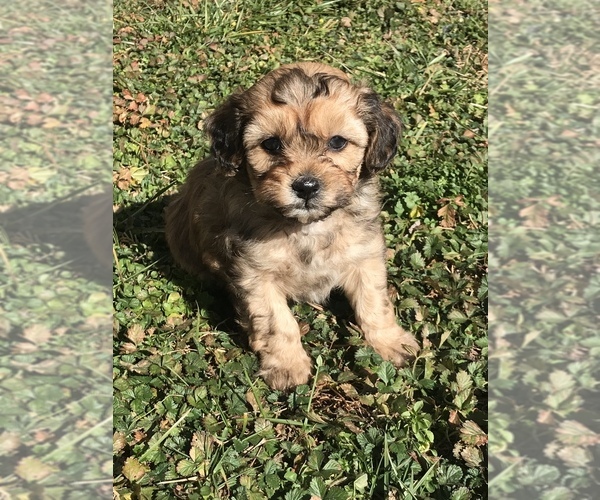 Medium Photo #1 Shih-Poo Puppy For Sale in BOWLING GREEN, KY, USA