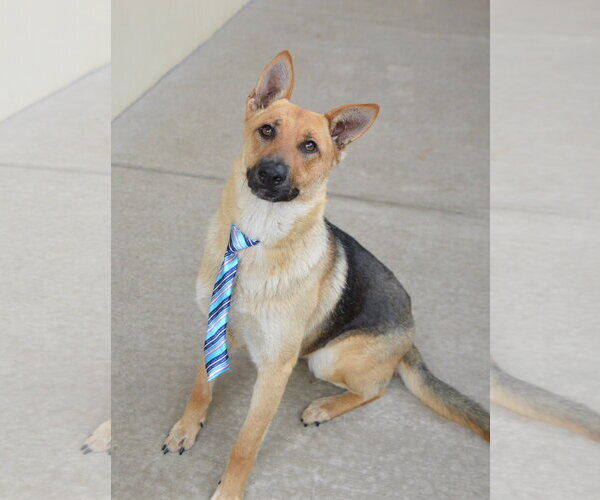 Medium Photo #3 German Shepherd Dog-Unknown Mix Puppy For Sale in McKinney, TX, USA