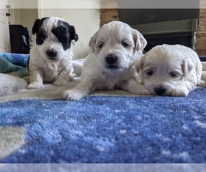 Shih-Poo-ShihPoo Mix Puppy for sale in SHELBY, NC, USA