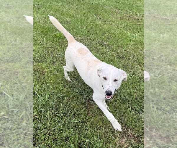 Medium Photo #2 Labrador Retriever-Unknown Mix Puppy For Sale in Osgood, IN, USA