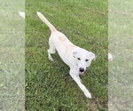 Small Photo #2 Labrador Retriever-Unknown Mix Puppy For Sale in Osgood, IN, USA