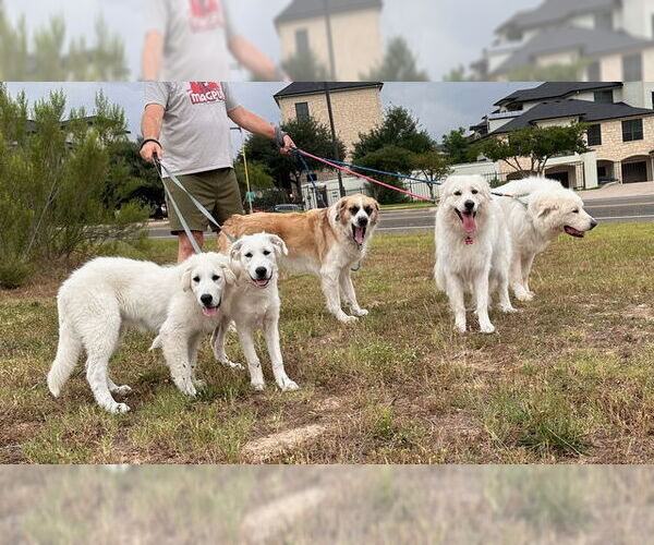 Medium Photo #5 Great Pyrenees Puppy For Sale in Bend, OR, USA
