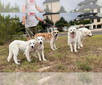 Small #4 Great Pyrenees