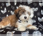 Small #9 Aussiedoodle