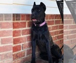 Small Photo #6 Cane Corso Puppy For Sale in MURFREESBORO, TN, USA