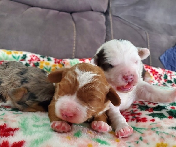 Medium Photo #32 Bernedoodle (Miniature) Puppy For Sale in LEETONIA, OH, USA
