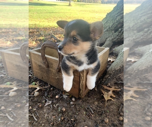 Medium Photo #6 Pembroke Welsh Corgi Puppy For Sale in ODIN, IL, USA