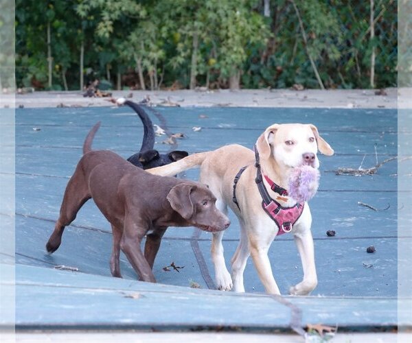 Medium Photo #3 Labrador Retriever-Unknown Mix Puppy For Sale in Stafford, VA, USA