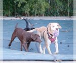 Small Photo #3 Labrador Retriever-Unknown Mix Puppy For Sale in Stafford, VA, USA