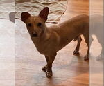 Small #10 Chiweenie