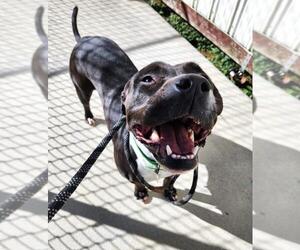 WANDA - Female Labrador Retriever-Unknown Mix Dog for Adoption - Photo #2