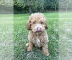 Small #8 Poodle (Miniature)