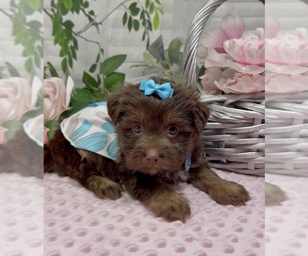 Medium Photo #8 Shorkie Tzu Puppy For Sale in SELLERSBURG, IN, USA
