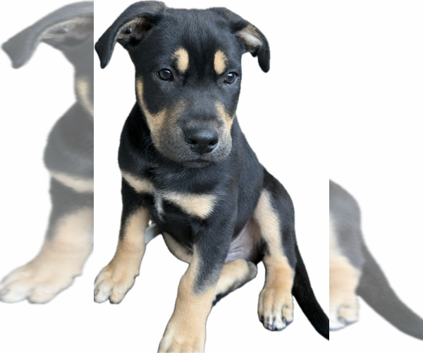 Medium Photo #12 Rottweiler-Unknown Mix Puppy For Sale in Dana Point, CA, USA