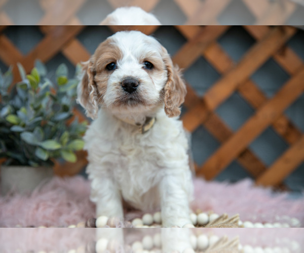 Medium Photo #3 Cock-A-Poo Puppy For Sale in MILLERSBURG, OH, USA