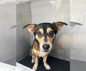Pembroke Welsh Corgi-Unknown Mix Dogs for adoption in San Antonio, TX, USA