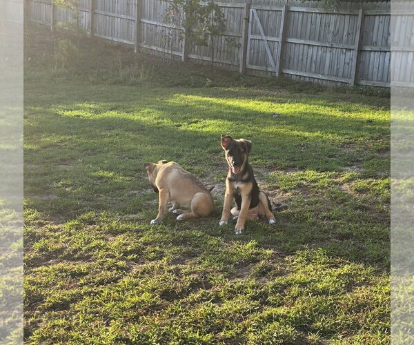 Medium Photo #3 German Shepherd Dog-Unknown Mix Puppy For Sale in La Grange , NC, USA
