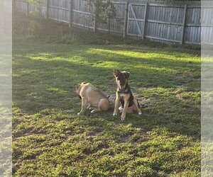 Signet - Female German Shepherd Dog-Unknown Mix Dog for Adoption - Photo #3