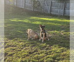 Small Photo #3 German Shepherd Dog-Unknown Mix Puppy For Sale in La Grange , NC, USA