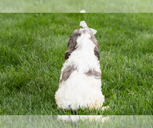 Medium Photo #5 Cockapoo (Miniature) Puppy For Sale in NAPPANEE, IN, USA