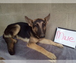 Small Photo #9 German Shepherd Dog Puppy For Sale in LOGAN, OH, USA