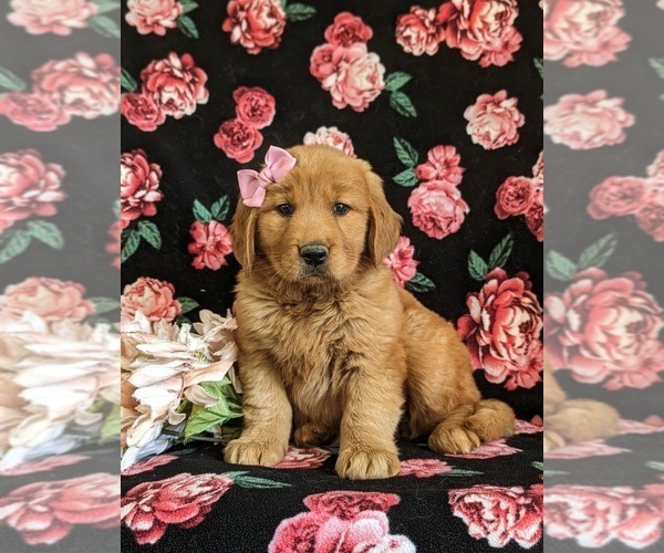 Medium Photo #4 Golden Retriever Puppy For Sale in CHRISTIANA, PA, USA