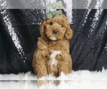 Puppy Remo F1B Goldendoodle (Miniature)