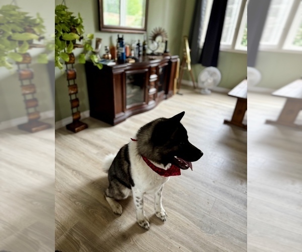 Medium Photo #1 Akita-Bernedoodle Mix Puppy For Sale in TUCSON, AZ, USA