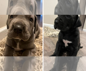 Great Dane Puppy for sale in RIPLEY, WV, USA