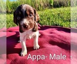 Puppy Appa Brittany