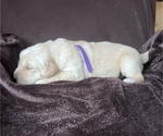 Small Photo #4 Golden Retriever Puppy For Sale in HUNTSVILLE, AL, USA
