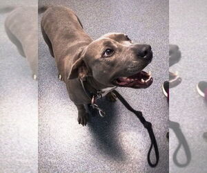Diamond - Female American Pit Bull Terrier Dog for Adoption - Photo #6