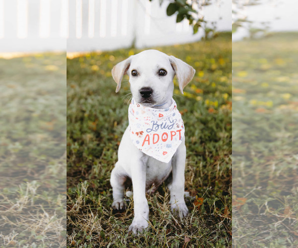 Medium Photo #6 Labbe Puppy For Sale in Princeton, MN, USA