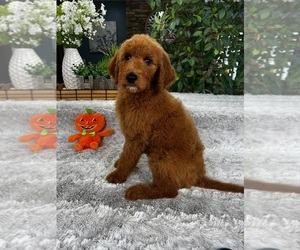 Goldendoodle Puppy for sale in GREENFIELD, IN, USA