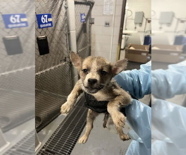 Medium Photo #1 Mutt Puppy For Sale in Stockton, CA, USA