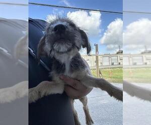 German Shepherd Dog-Unknown Mix Dogs for adoption in Houston, TX, USA