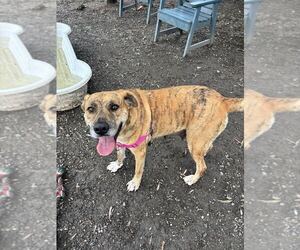 Australian Shepherd-Unknown Mix Dogs for adoption in Elmsford, NY, USA