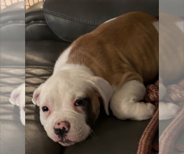 Medium Photo #2 American Bulldog Puppy For Sale in INDEPENDENCE, MO, USA