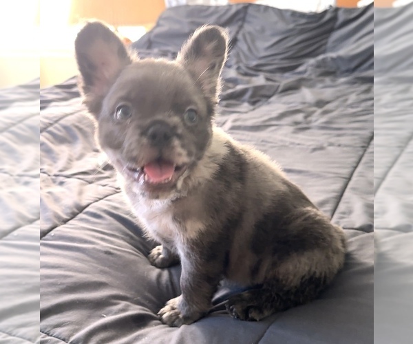 Medium Photo #3 French Bulldog Puppy For Sale in PALMDALE, CA, USA