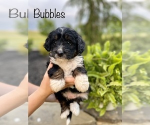 Medium Miniature Bernedoodle