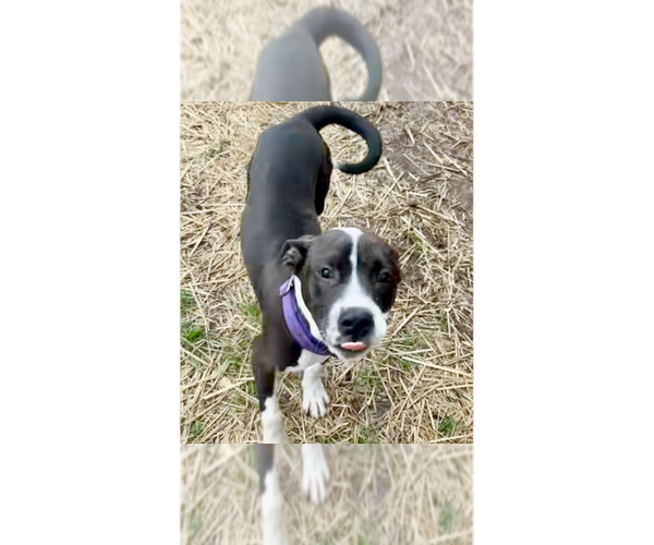 Medium Photo #14 Beagle-Pointer Mix Puppy For Sale in Brewster, NY, USA